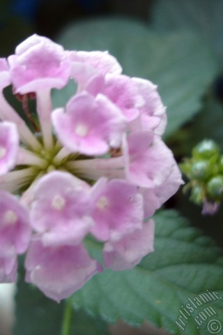 A mobile wallpaper and MMS picture for Apple iPhone 7s, 6s, 5s, 4s, Plus, iPods, iPads, New iPads, Samsung Galaxy S Series and Notes, Sony Ericsson Xperia, LG Mobile Phones, Tablets and Devices: Lantana camara -bush lantana- flower.
