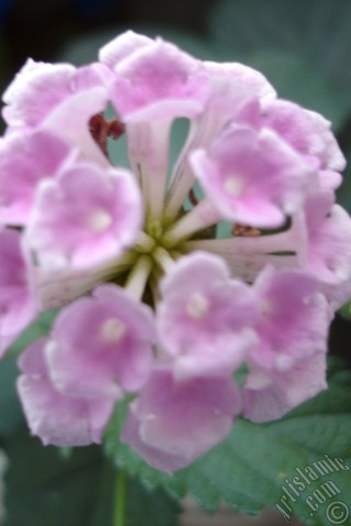 A mobile wallpaper and MMS picture for Apple iPhone 7s, 6s, 5s, 4s, Plus, iPods, iPads, New iPads, Samsung Galaxy S Series and Notes, Sony Ericsson Xperia, LG Mobile Phones, Tablets and Devices: Lantana camara -bush lantana- flower.
