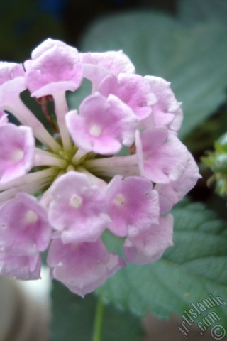 A mobile wallpaper and MMS picture for Apple iPhone 7s, 6s, 5s, 4s, Plus, iPods, iPads, New iPads, Samsung Galaxy S Series and Notes, Sony Ericsson Xperia, LG Mobile Phones, Tablets and Devices: Lantana camara -bush lantana- flower.
