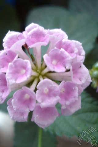 A mobile wallpaper and MMS picture for Apple iPhone 7s, 6s, 5s, 4s, Plus, iPods, iPads, New iPads, Samsung Galaxy S Series and Notes, Sony Ericsson Xperia, LG Mobile Phones, Tablets and Devices: Lantana camara -bush lantana- flower.
