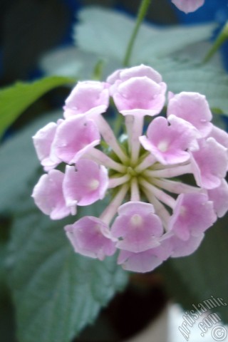 A mobile wallpaper and MMS picture for Apple iPhone 7s, 6s, 5s, 4s, Plus, iPods, iPads, New iPads, Samsung Galaxy S Series and Notes, Sony Ericsson Xperia, LG Mobile Phones, Tablets and Devices: Lantana camara -bush lantana- flower.
