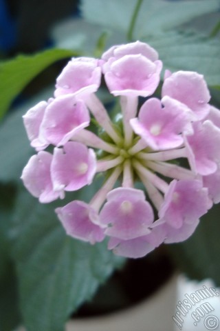 A mobile wallpaper and MMS picture for Apple iPhone 7s, 6s, 5s, 4s, Plus, iPods, iPads, New iPads, Samsung Galaxy S Series and Notes, Sony Ericsson Xperia, LG Mobile Phones, Tablets and Devices: Lantana camara -bush lantana- flower.
