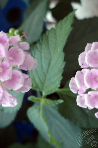 A mobile wallpaper and MMS picture for Apple iPhone 7s, 6s, 5s, 4s, Plus, iPods, iPads, New iPads, Samsung Galaxy S Series and Notes, Sony Ericsson Xperia, LG Mobile Phones, Tablets and Devices: Lantana camara -bush lantana- flower.
