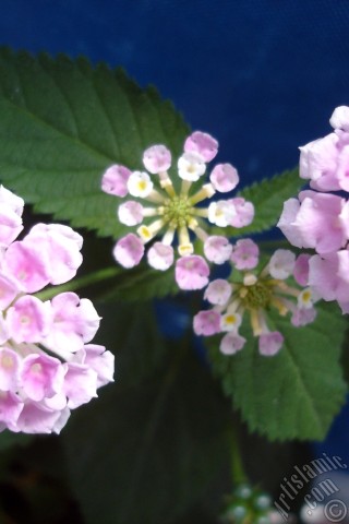 A mobile wallpaper and MMS picture for Apple iPhone 7s, 6s, 5s, 4s, Plus, iPods, iPads, New iPads, Samsung Galaxy S Series and Notes, Sony Ericsson Xperia, LG Mobile Phones, Tablets and Devices: Lantana camara -bush lantana- flower.
