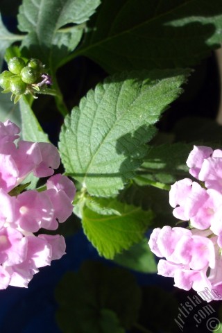 A mobile wallpaper and MMS picture for Apple iPhone 7s, 6s, 5s, 4s, Plus, iPods, iPads, New iPads, Samsung Galaxy S Series and Notes, Sony Ericsson Xperia, LG Mobile Phones, Tablets and Devices: Lantana camara -bush lantana- flower.
