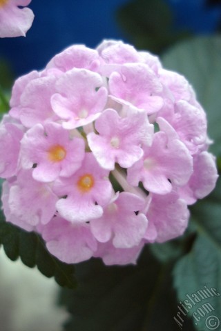 A mobile wallpaper and MMS picture for Apple iPhone 7s, 6s, 5s, 4s, Plus, iPods, iPads, New iPads, Samsung Galaxy S Series and Notes, Sony Ericsson Xperia, LG Mobile Phones, Tablets and Devices: Lantana camara -bush lantana- flower.
