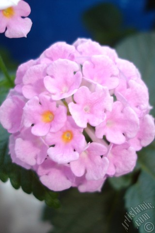 A mobile wallpaper and MMS picture for Apple iPhone 7s, 6s, 5s, 4s, Plus, iPods, iPads, New iPads, Samsung Galaxy S Series and Notes, Sony Ericsson Xperia, LG Mobile Phones, Tablets and Devices: Lantana camara -bush lantana- flower.
