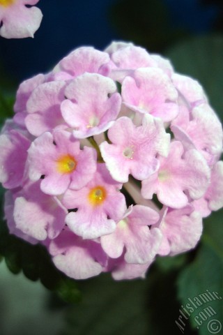 A mobile wallpaper and MMS picture for Apple iPhone 7s, 6s, 5s, 4s, Plus, iPods, iPads, New iPads, Samsung Galaxy S Series and Notes, Sony Ericsson Xperia, LG Mobile Phones, Tablets and Devices: Lantana camara -bush lantana- flower.
