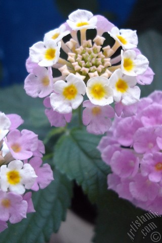 A mobile wallpaper and MMS picture for Apple iPhone 7s, 6s, 5s, 4s, Plus, iPods, iPads, New iPads, Samsung Galaxy S Series and Notes, Sony Ericsson Xperia, LG Mobile Phones, Tablets and Devices: Lantana camara -bush lantana- flower.
