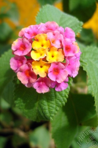 A mobile wallpaper and MMS picture for Apple iPhone 7s, 6s, 5s, 4s, Plus, iPods, iPads, New iPads, Samsung Galaxy S Series and Notes, Sony Ericsson Xperia, LG Mobile Phones, Tablets and Devices: Lantana camara -bush lantana- flower.
