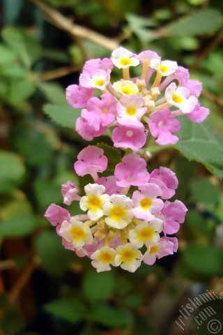 A mobile wallpaper and MMS picture for Apple iPhone 7s, 6s, 5s, 4s, Plus, iPods, iPads, New iPads, Samsung Galaxy S Series and Notes, Sony Ericsson Xperia, LG Mobile Phones, Tablets and Devices: Lantana camara -bush lantana- flower.
