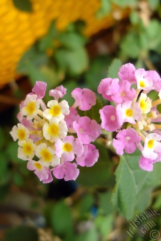 A mobile wallpaper and MMS picture for Apple iPhone 7s, 6s, 5s, 4s, Plus, iPods, iPads, New iPads, Samsung Galaxy S Series and Notes, Sony Ericsson Xperia, LG Mobile Phones, Tablets and Devices: Lantana camara -bush lantana- flower.
