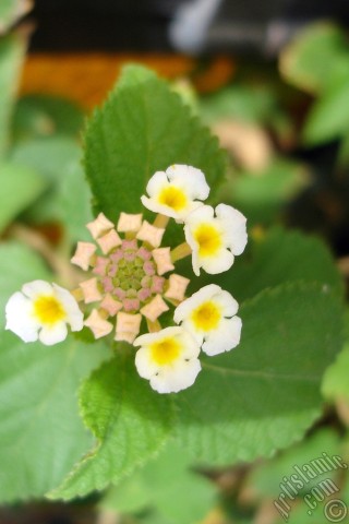 A mobile wallpaper and MMS picture for Apple iPhone 7s, 6s, 5s, 4s, Plus, iPods, iPads, New iPads, Samsung Galaxy S Series and Notes, Sony Ericsson Xperia, LG Mobile Phones, Tablets and Devices: Lantana camara -bush lantana- flower.
