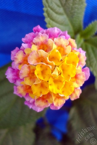 A mobile wallpaper and MMS picture for Apple iPhone 7s, 6s, 5s, 4s, Plus, iPods, iPads, New iPads, Samsung Galaxy S Series and Notes, Sony Ericsson Xperia, LG Mobile Phones, Tablets and Devices: Lantana camara -bush lantana- flower.
