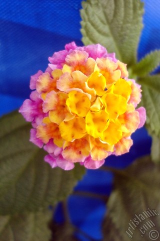 A mobile wallpaper and MMS picture for Apple iPhone 7s, 6s, 5s, 4s, Plus, iPods, iPads, New iPads, Samsung Galaxy S Series and Notes, Sony Ericsson Xperia, LG Mobile Phones, Tablets and Devices: Lantana camara -bush lantana- flower.
