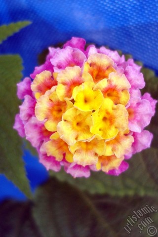 A mobile wallpaper and MMS picture for Apple iPhone 7s, 6s, 5s, 4s, Plus, iPods, iPads, New iPads, Samsung Galaxy S Series and Notes, Sony Ericsson Xperia, LG Mobile Phones, Tablets and Devices: Lantana camara -bush lantana- flower.

