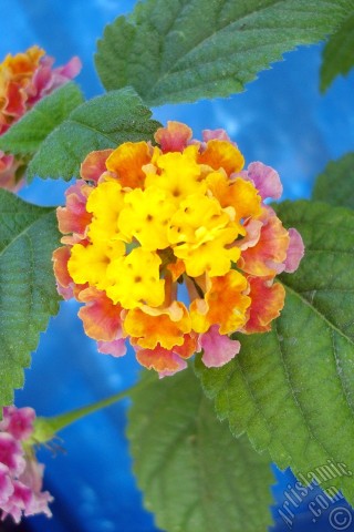 A mobile wallpaper and MMS picture for Apple iPhone 7s, 6s, 5s, 4s, Plus, iPods, iPads, New iPads, Samsung Galaxy S Series and Notes, Sony Ericsson Xperia, LG Mobile Phones, Tablets and Devices: Lantana camara -bush lantana- flower.
