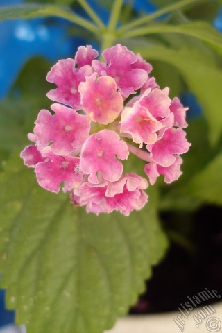 A mobile wallpaper and MMS picture for Apple iPhone 7s, 6s, 5s, 4s, Plus, iPods, iPads, New iPads, Samsung Galaxy S Series and Notes, Sony Ericsson Xperia, LG Mobile Phones, Tablets and Devices: Lantana camara -bush lantana- flower.
