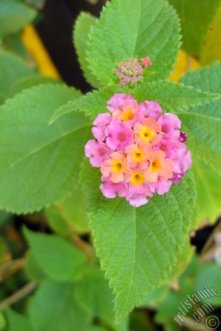 A mobile wallpaper and MMS picture for Apple iPhone 7s, 6s, 5s, 4s, Plus, iPods, iPads, New iPads, Samsung Galaxy S Series and Notes, Sony Ericsson Xperia, LG Mobile Phones, Tablets and Devices: Lantana camara -bush lantana- flower.
