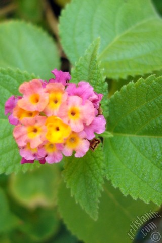A mobile wallpaper and MMS picture for Apple iPhone 7s, 6s, 5s, 4s, Plus, iPods, iPads, New iPads, Samsung Galaxy S Series and Notes, Sony Ericsson Xperia, LG Mobile Phones, Tablets and Devices: Lantana camara -bush lantana- flower.
