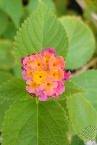 A mobile wallpaper and MMS picture for Apple iPhone 7s, 6s, 5s, 4s, Plus, iPods, iPads, New iPads, Samsung Galaxy S Series and Notes, Sony Ericsson Xperia, LG Mobile Phones, Tablets and Devices: Lantana camara -bush lantana- flower.
