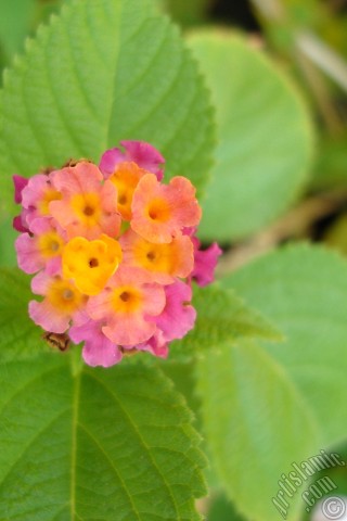 A mobile wallpaper and MMS picture for Apple iPhone 7s, 6s, 5s, 4s, Plus, iPods, iPads, New iPads, Samsung Galaxy S Series and Notes, Sony Ericsson Xperia, LG Mobile Phones, Tablets and Devices: Lantana camara -bush lantana- flower.
