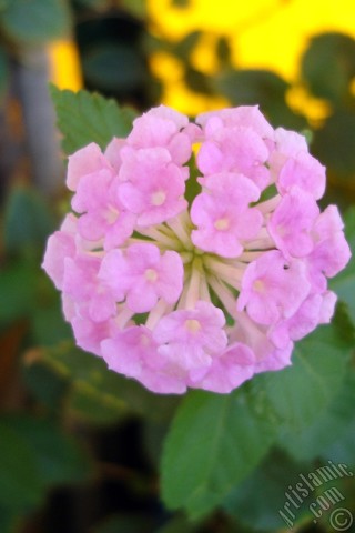 A mobile wallpaper and MMS picture for Apple iPhone 7s, 6s, 5s, 4s, Plus, iPods, iPads, New iPads, Samsung Galaxy S Series and Notes, Sony Ericsson Xperia, LG Mobile Phones, Tablets and Devices: Lantana camara -bush lantana- flower.
