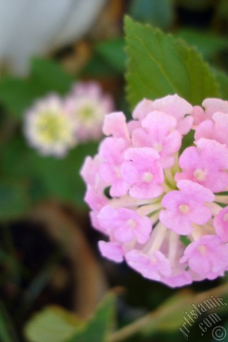 A mobile wallpaper and MMS picture for Apple iPhone 7s, 6s, 5s, 4s, Plus, iPods, iPads, New iPads, Samsung Galaxy S Series and Notes, Sony Ericsson Xperia, LG Mobile Phones, Tablets and Devices: Lantana camara -bush lantana- flower.
