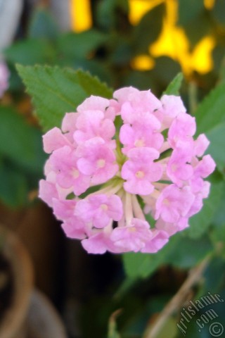 A mobile wallpaper and MMS picture for Apple iPhone 7s, 6s, 5s, 4s, Plus, iPods, iPads, New iPads, Samsung Galaxy S Series and Notes, Sony Ericsson Xperia, LG Mobile Phones, Tablets and Devices: Lantana camara -bush lantana- flower.
