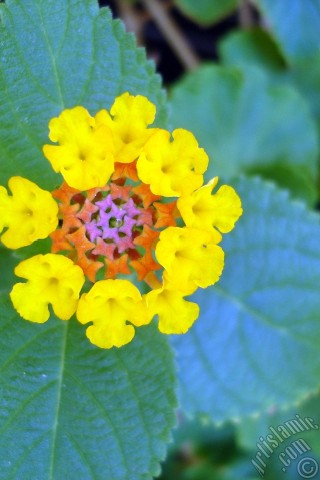 A mobile wallpaper and MMS picture for Apple iPhone 7s, 6s, 5s, 4s, Plus, iPods, iPads, New iPads, Samsung Galaxy S Series and Notes, Sony Ericsson Xperia, LG Mobile Phones, Tablets and Devices: Lantana camara -bush lantana- flower.
