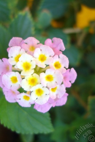 A mobile wallpaper and MMS picture for Apple iPhone 7s, 6s, 5s, 4s, Plus, iPods, iPads, New iPads, Samsung Galaxy S Series and Notes, Sony Ericsson Xperia, LG Mobile Phones, Tablets and Devices: Lantana camara -bush lantana- flower.
