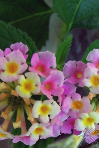 A mobile wallpaper and MMS picture for Apple iPhone 7s, 6s, 5s, 4s, Plus, iPods, iPads, New iPads, Samsung Galaxy S Series and Notes, Sony Ericsson Xperia, LG Mobile Phones, Tablets and Devices: Lantana camara -bush lantana- flower.

