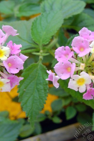 A mobile wallpaper and MMS picture for Apple iPhone 7s, 6s, 5s, 4s, Plus, iPods, iPads, New iPads, Samsung Galaxy S Series and Notes, Sony Ericsson Xperia, LG Mobile Phones, Tablets and Devices: Lantana camara -bush lantana- flower.
