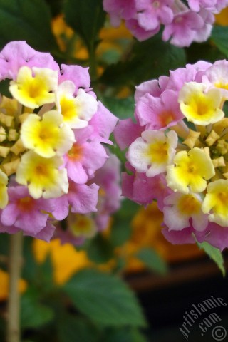 A mobile wallpaper and MMS picture for Apple iPhone 7s, 6s, 5s, 4s, Plus, iPods, iPads, New iPads, Samsung Galaxy S Series and Notes, Sony Ericsson Xperia, LG Mobile Phones, Tablets and Devices: Lantana camara -bush lantana- flower.
