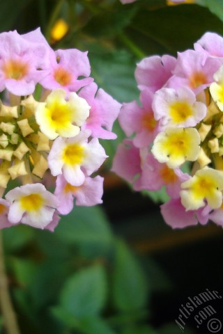 A mobile wallpaper and MMS picture for Apple iPhone 7s, 6s, 5s, 4s, Plus, iPods, iPads, New iPads, Samsung Galaxy S Series and Notes, Sony Ericsson Xperia, LG Mobile Phones, Tablets and Devices: Lantana camara -bush lantana- flower.
