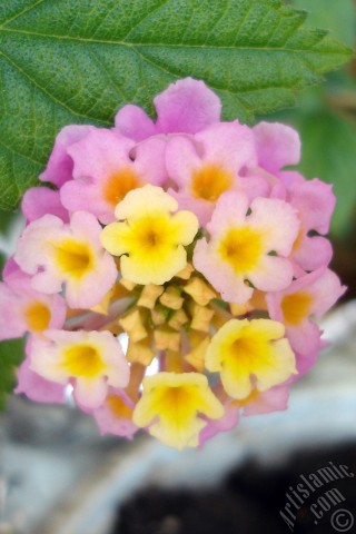 A mobile wallpaper and MMS picture for Apple iPhone 7s, 6s, 5s, 4s, Plus, iPods, iPads, New iPads, Samsung Galaxy S Series and Notes, Sony Ericsson Xperia, LG Mobile Phones, Tablets and Devices: Lantana camara -bush lantana- flower.
