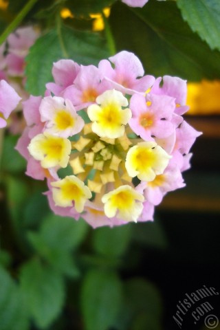 A mobile wallpaper and MMS picture for Apple iPhone 7s, 6s, 5s, 4s, Plus, iPods, iPads, New iPads, Samsung Galaxy S Series and Notes, Sony Ericsson Xperia, LG Mobile Phones, Tablets and Devices: Lantana camara -bush lantana- flower.
