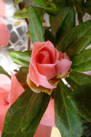 A mobile wallpaper and MMS picture for Apple iPhone 7s, 6s, 5s, 4s, Plus, iPods, iPads, New iPads, Samsung Galaxy S Series and Notes, Sony Ericsson Xperia, LG Mobile Phones, Tablets and Devices: Pink color Azalea -Rhododendron- flower.
