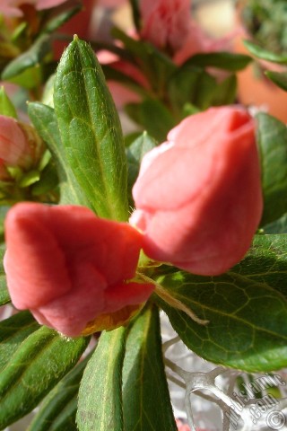 A mobile wallpaper and MMS picture for Apple iPhone 7s, 6s, 5s, 4s, Plus, iPods, iPads, New iPads, Samsung Galaxy S Series and Notes, Sony Ericsson Xperia, LG Mobile Phones, Tablets and Devices: Pink color Azalea -Rhododendron- flower.
