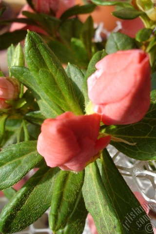 A mobile wallpaper and MMS picture for Apple iPhone 7s, 6s, 5s, 4s, Plus, iPods, iPads, New iPads, Samsung Galaxy S Series and Notes, Sony Ericsson Xperia, LG Mobile Phones, Tablets and Devices: Pink color Azalea -Rhododendron- flower.
