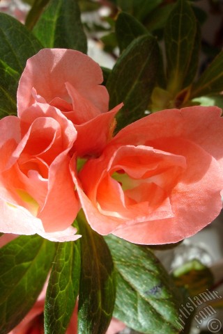 A mobile wallpaper and MMS picture for Apple iPhone 7s, 6s, 5s, 4s, Plus, iPods, iPads, New iPads, Samsung Galaxy S Series and Notes, Sony Ericsson Xperia, LG Mobile Phones, Tablets and Devices: Pink color Azalea -Rhododendron- flower.
