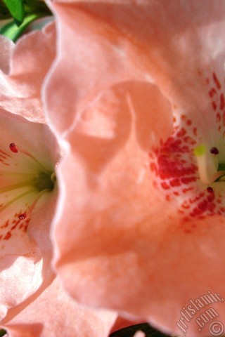 A mobile wallpaper and MMS picture for Apple iPhone 7s, 6s, 5s, 4s, Plus, iPods, iPads, New iPads, Samsung Galaxy S Series and Notes, Sony Ericsson Xperia, LG Mobile Phones, Tablets and Devices: Pink color Azalea -Rhododendron- flower.
