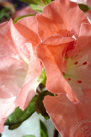 A mobile wallpaper and MMS picture for Apple iPhone 7s, 6s, 5s, 4s, Plus, iPods, iPads, New iPads, Samsung Galaxy S Series and Notes, Sony Ericsson Xperia, LG Mobile Phones, Tablets and Devices: Pink color Azalea -Rhododendron- flower.
