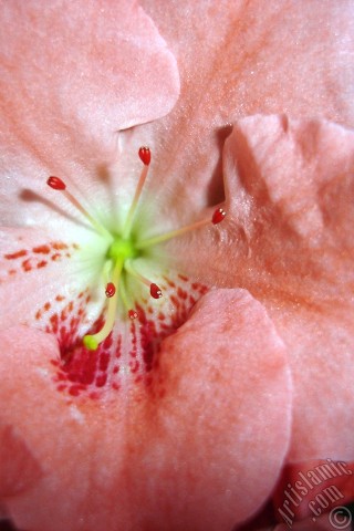 A mobile wallpaper and MMS picture for Apple iPhone 7s, 6s, 5s, 4s, Plus, iPods, iPads, New iPads, Samsung Galaxy S Series and Notes, Sony Ericsson Xperia, LG Mobile Phones, Tablets and Devices: Pink color Azalea -Rhododendron- flower.
