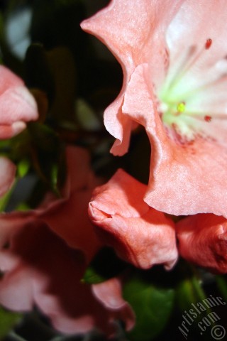 A mobile wallpaper and MMS picture for Apple iPhone 7s, 6s, 5s, 4s, Plus, iPods, iPads, New iPads, Samsung Galaxy S Series and Notes, Sony Ericsson Xperia, LG Mobile Phones, Tablets and Devices: Pink color Azalea -Rhododendron- flower.
