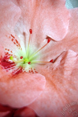 A mobile wallpaper and MMS picture for Apple iPhone 7s, 6s, 5s, 4s, Plus, iPods, iPads, New iPads, Samsung Galaxy S Series and Notes, Sony Ericsson Xperia, LG Mobile Phones, Tablets and Devices: Pink color Azalea -Rhododendron- flower.
