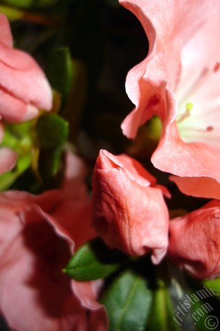 A mobile wallpaper and MMS picture for Apple iPhone 7s, 6s, 5s, 4s, Plus, iPods, iPads, New iPads, Samsung Galaxy S Series and Notes, Sony Ericsson Xperia, LG Mobile Phones, Tablets and Devices: Pink color Azalea -Rhododendron- flower.
