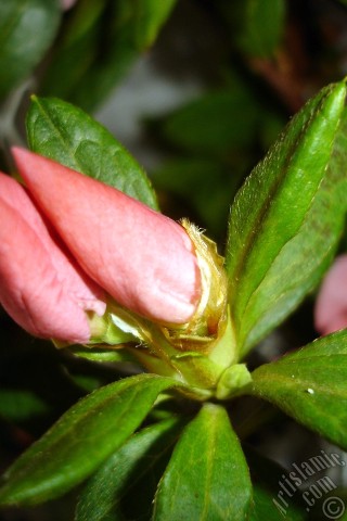 A mobile wallpaper and MMS picture for Apple iPhone 7s, 6s, 5s, 4s, Plus, iPods, iPads, New iPads, Samsung Galaxy S Series and Notes, Sony Ericsson Xperia, LG Mobile Phones, Tablets and Devices: Pink color Azalea -Rhododendron- flower.
