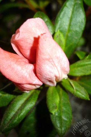 A mobile wallpaper and MMS picture for Apple iPhone 7s, 6s, 5s, 4s, Plus, iPods, iPads, New iPads, Samsung Galaxy S Series and Notes, Sony Ericsson Xperia, LG Mobile Phones, Tablets and Devices: Pink color Azalea -Rhododendron- flower.
