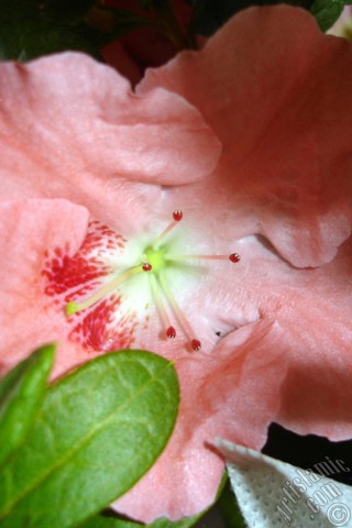 A mobile wallpaper and MMS picture for Apple iPhone 7s, 6s, 5s, 4s, Plus, iPods, iPads, New iPads, Samsung Galaxy S Series and Notes, Sony Ericsson Xperia, LG Mobile Phones, Tablets and Devices: Pink color Azalea -Rhododendron- flower.
